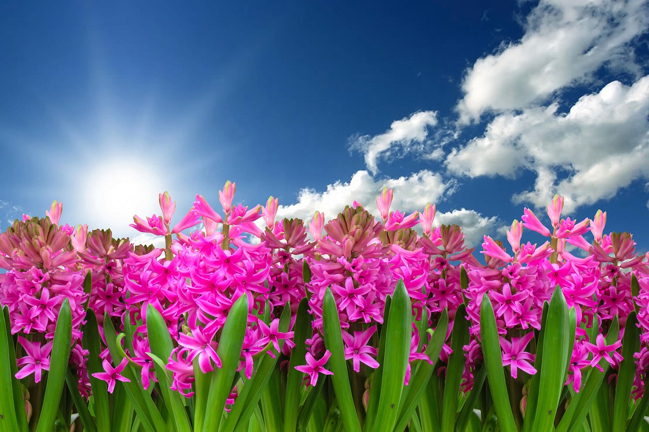 Spring flowers in a garden border.